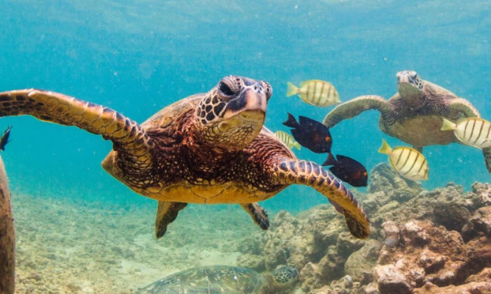 Φωτό με μια θαλάσσια χελώνα κέρδισε το πρώτο βραβείο σε διαγωνισμό